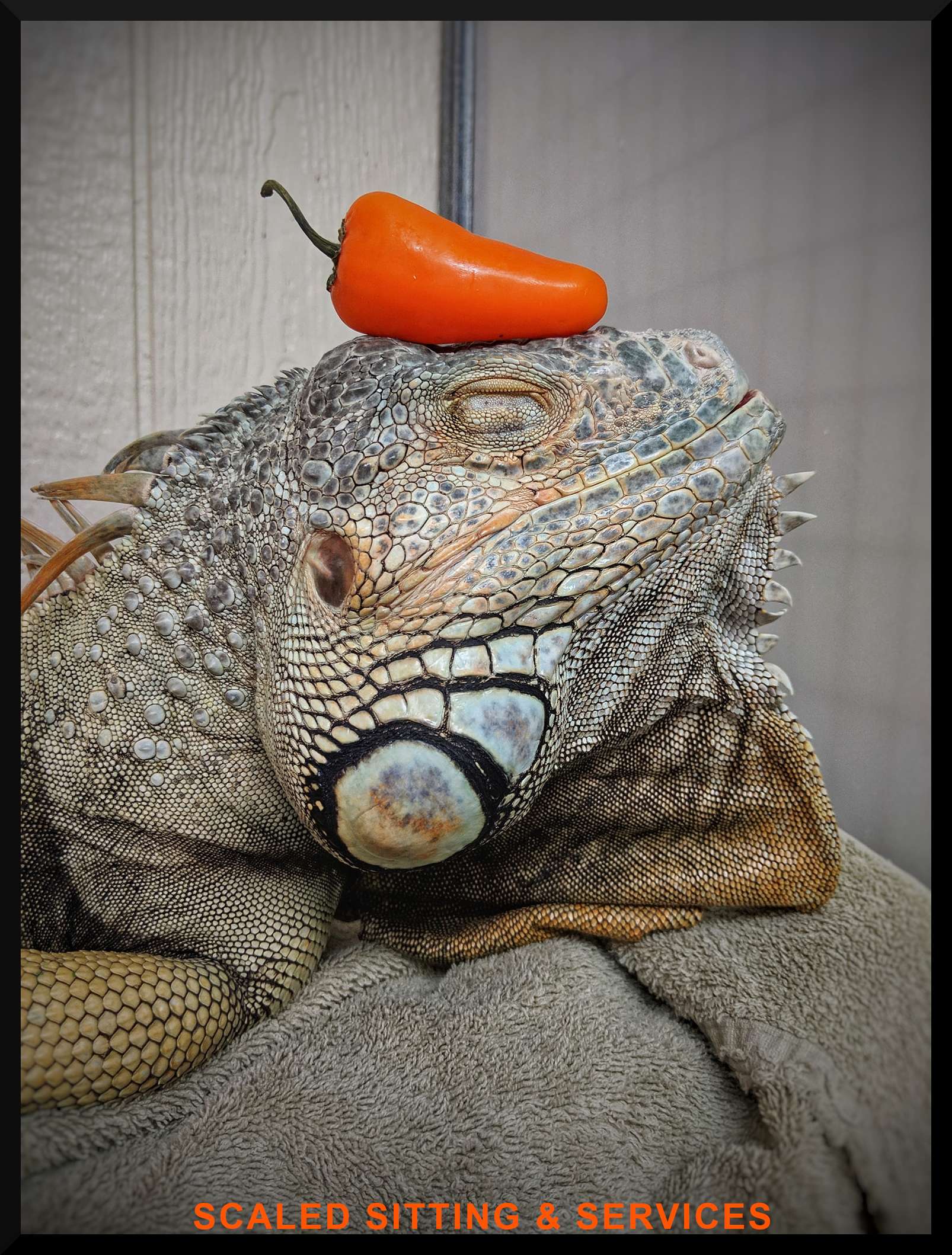 green iguana head side angle, single orange sweet pepper is resting on iguanas head