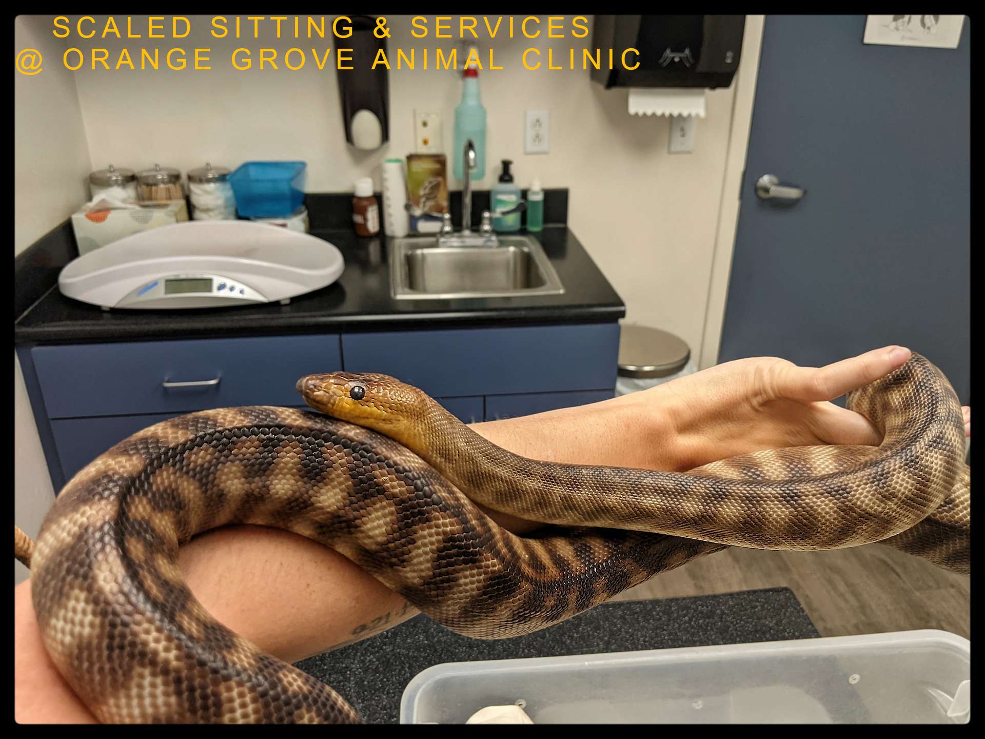 Woma python laying across an arm at exotic vet clinic for medical treatment