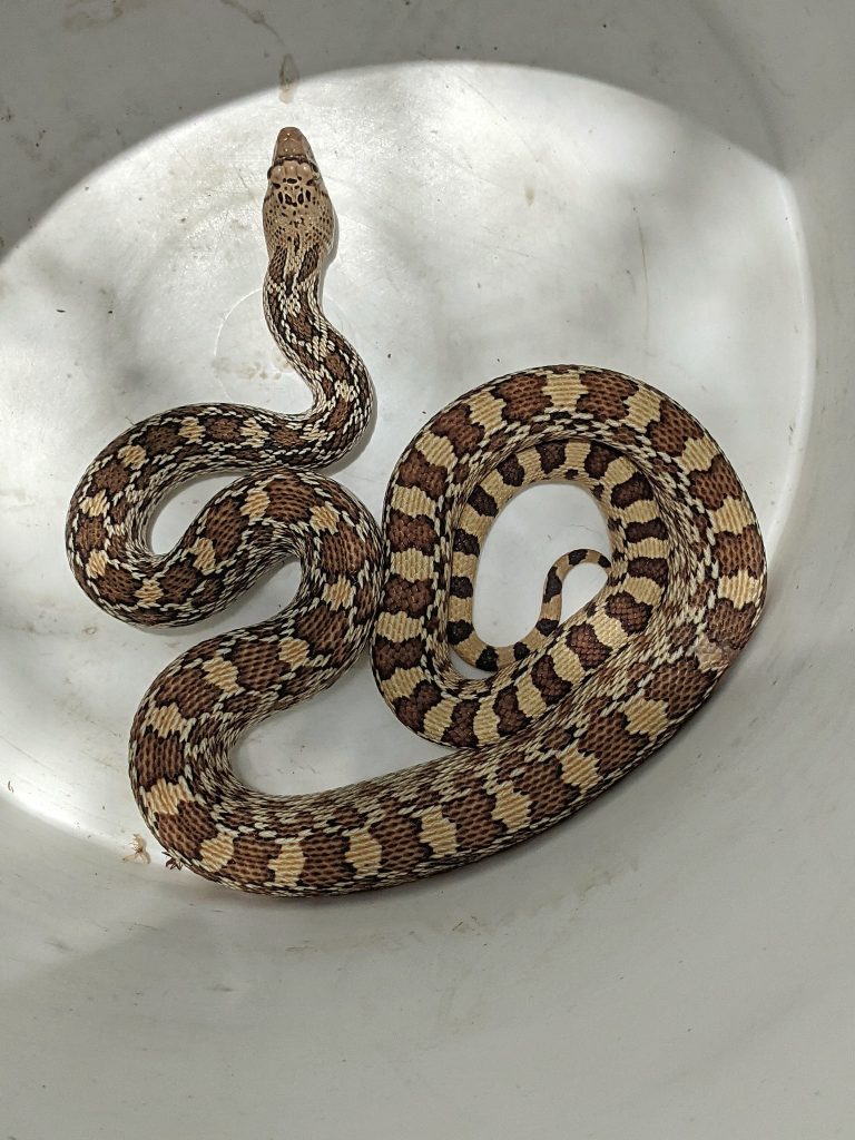Gopher Snake