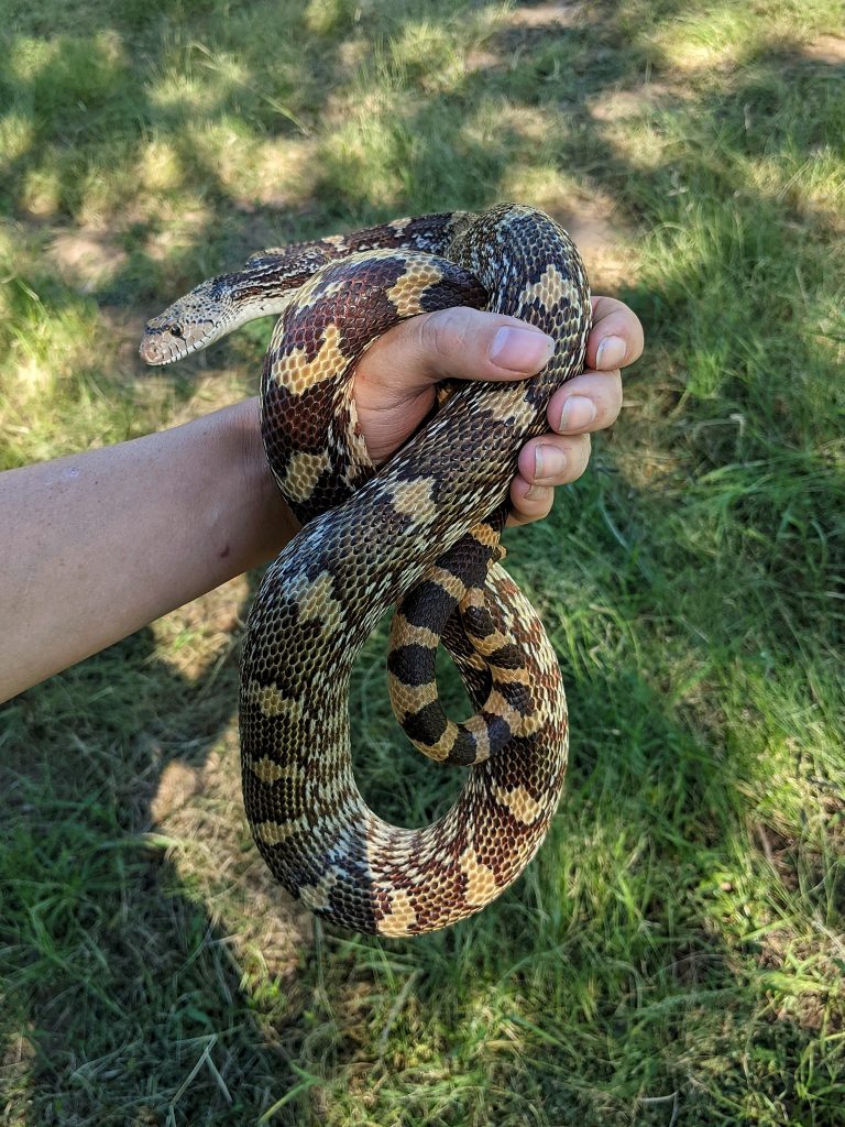 Gopher Snake