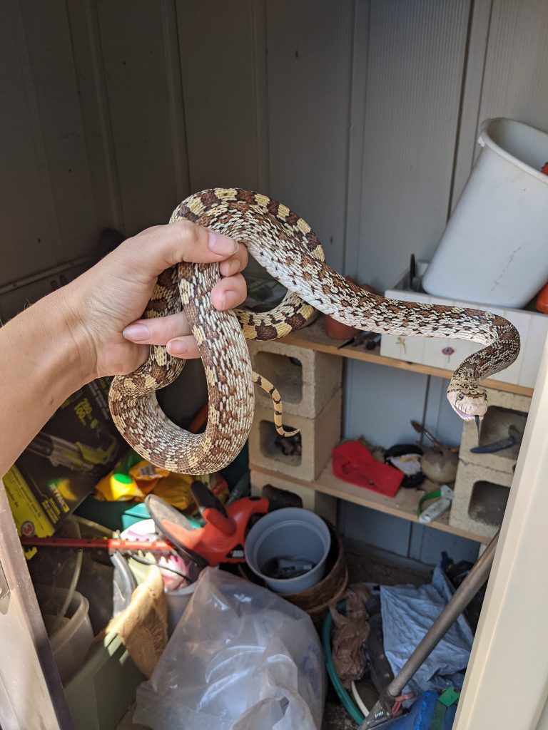 Gopher Snake