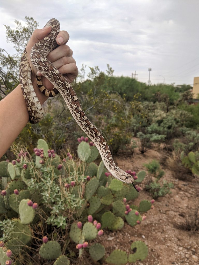 Gopher Snake