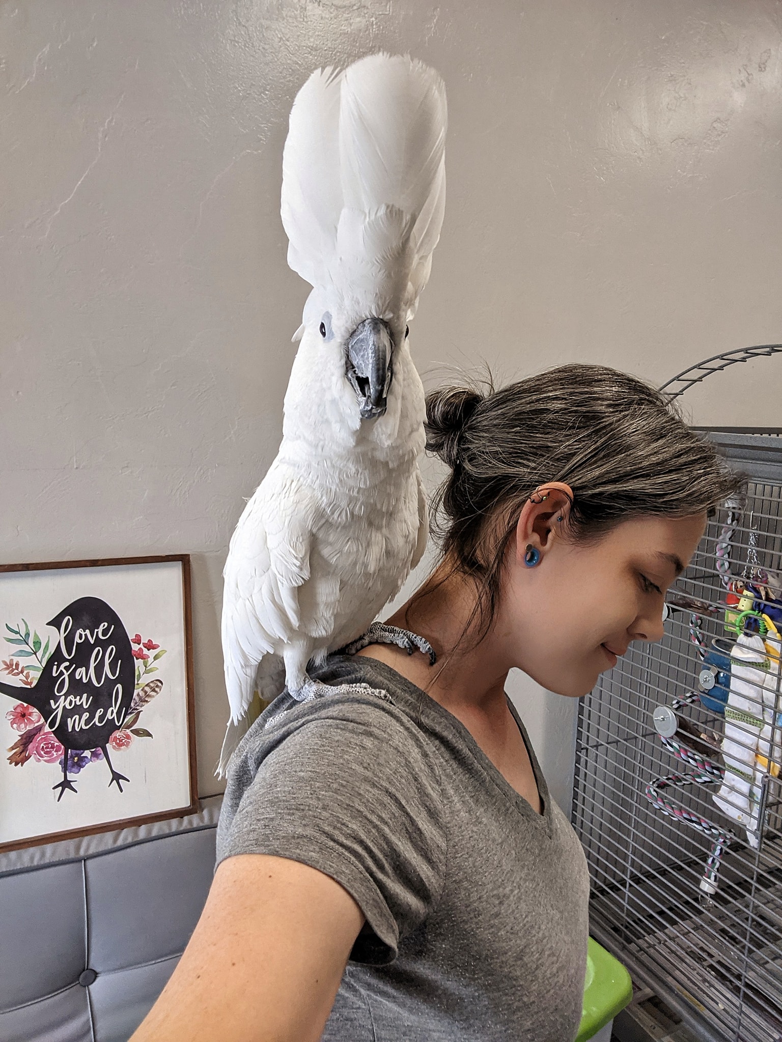 umbrella cockatoo sitting on my shoulder