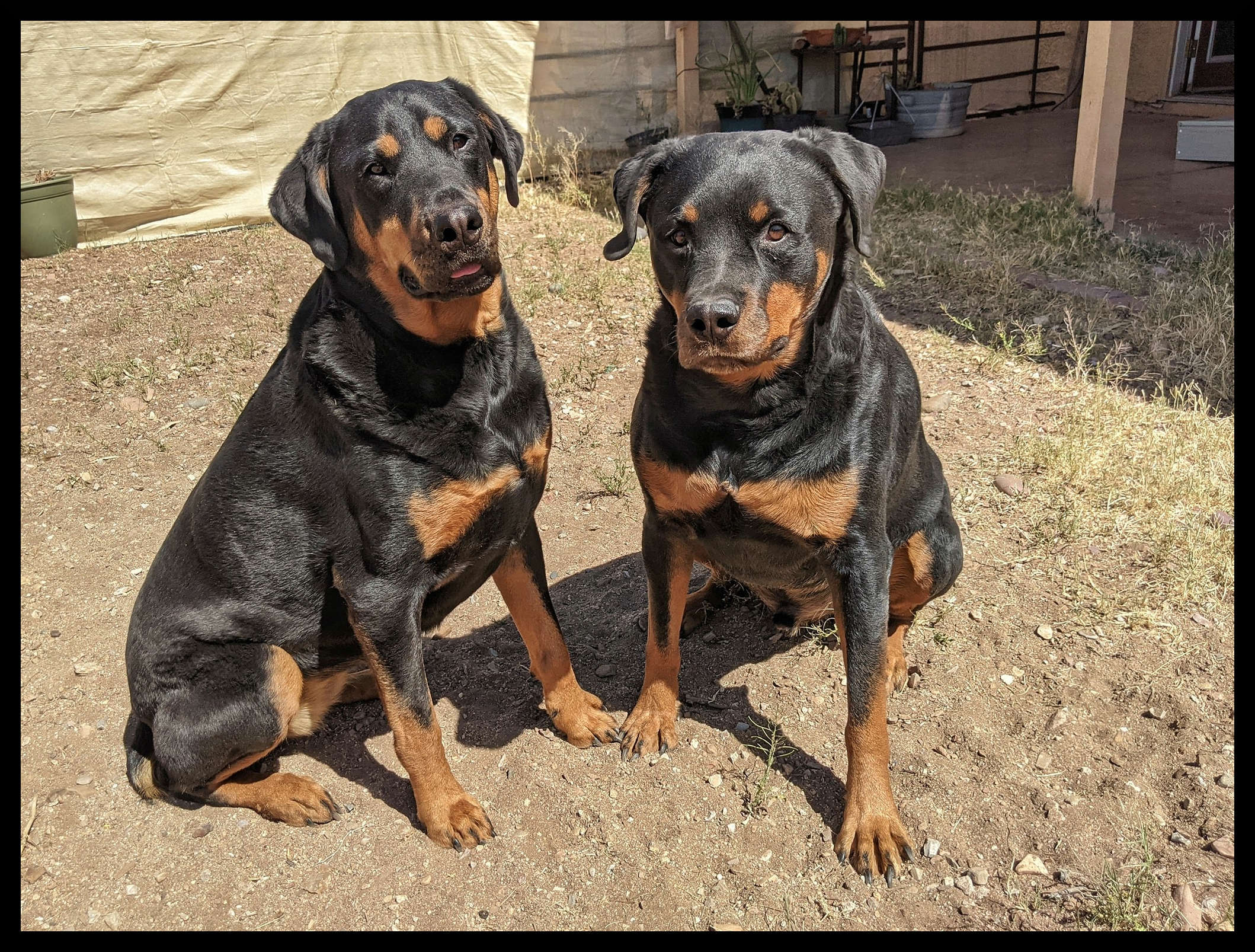 Freya Rottweiler on left, Baldur Rottweiler on the right sitting next to each other in dirt backyard