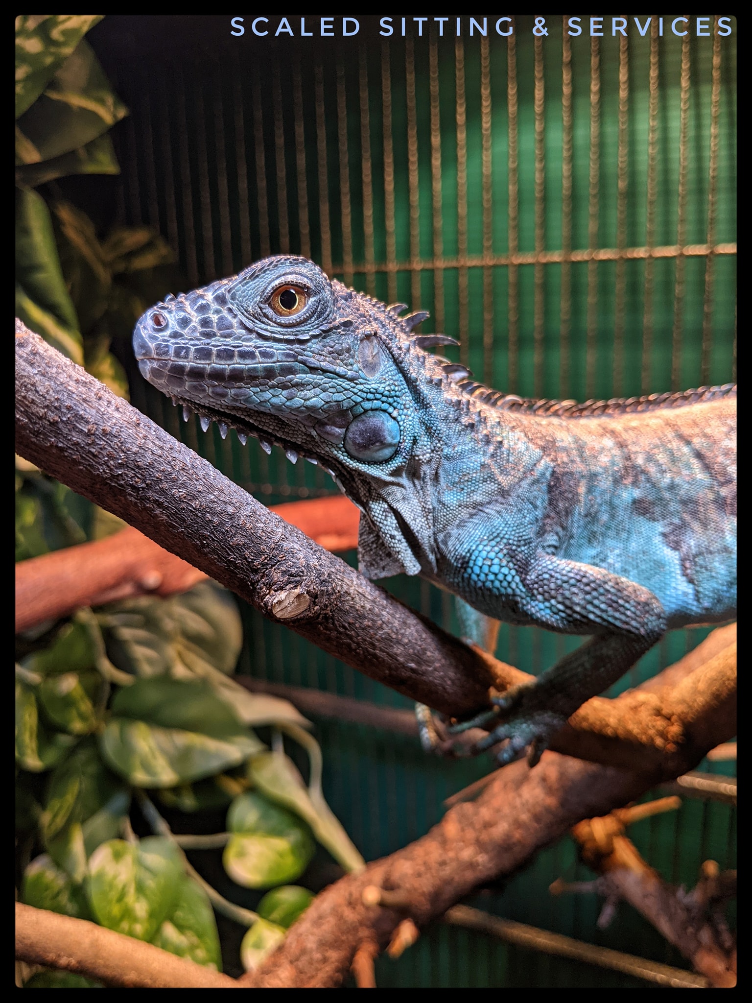 young blue iguana on branches basking under light