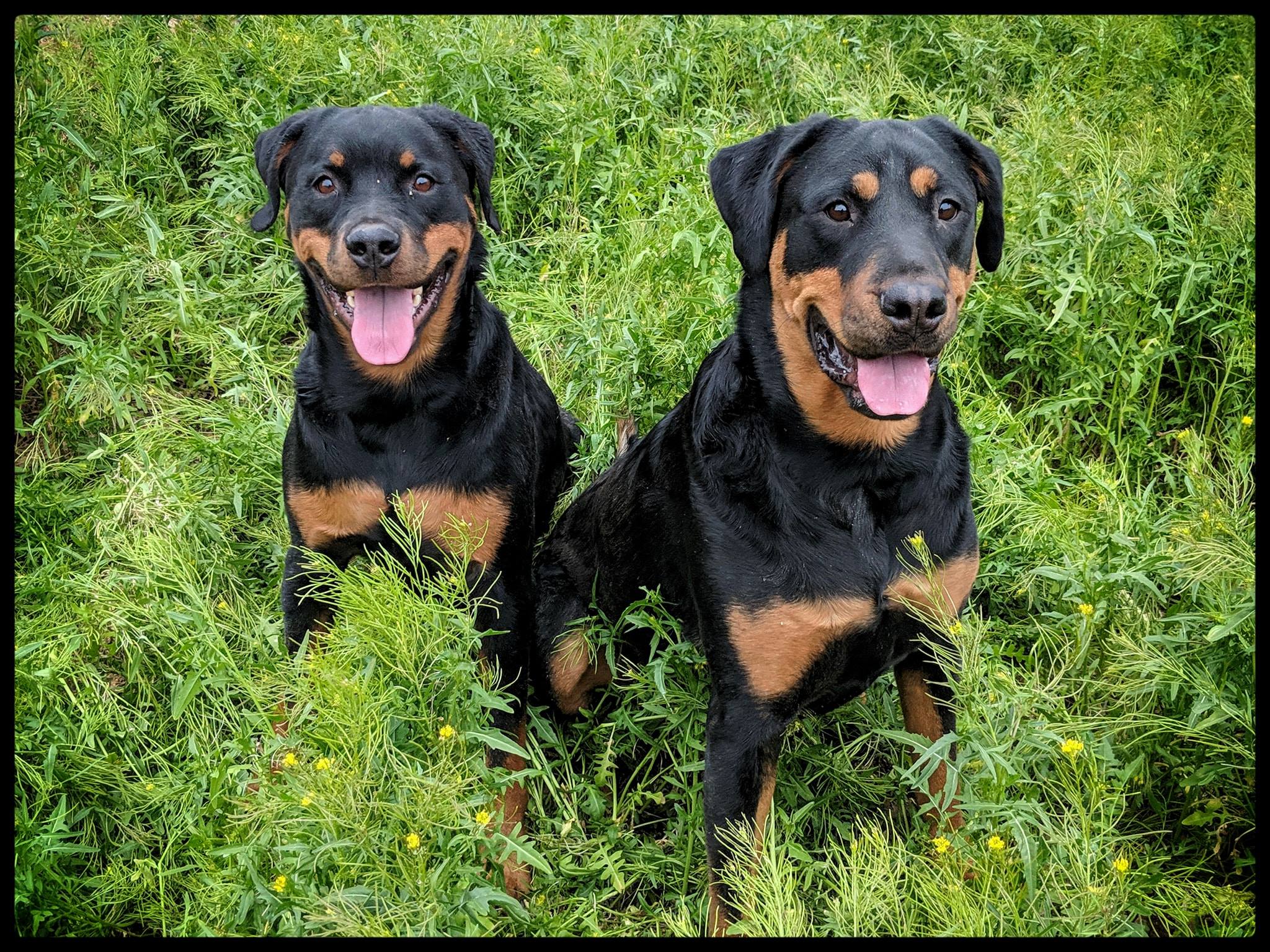 Baldur, Rottweiler on the left, Freya Rottweiler on the right, both sitting in green grass