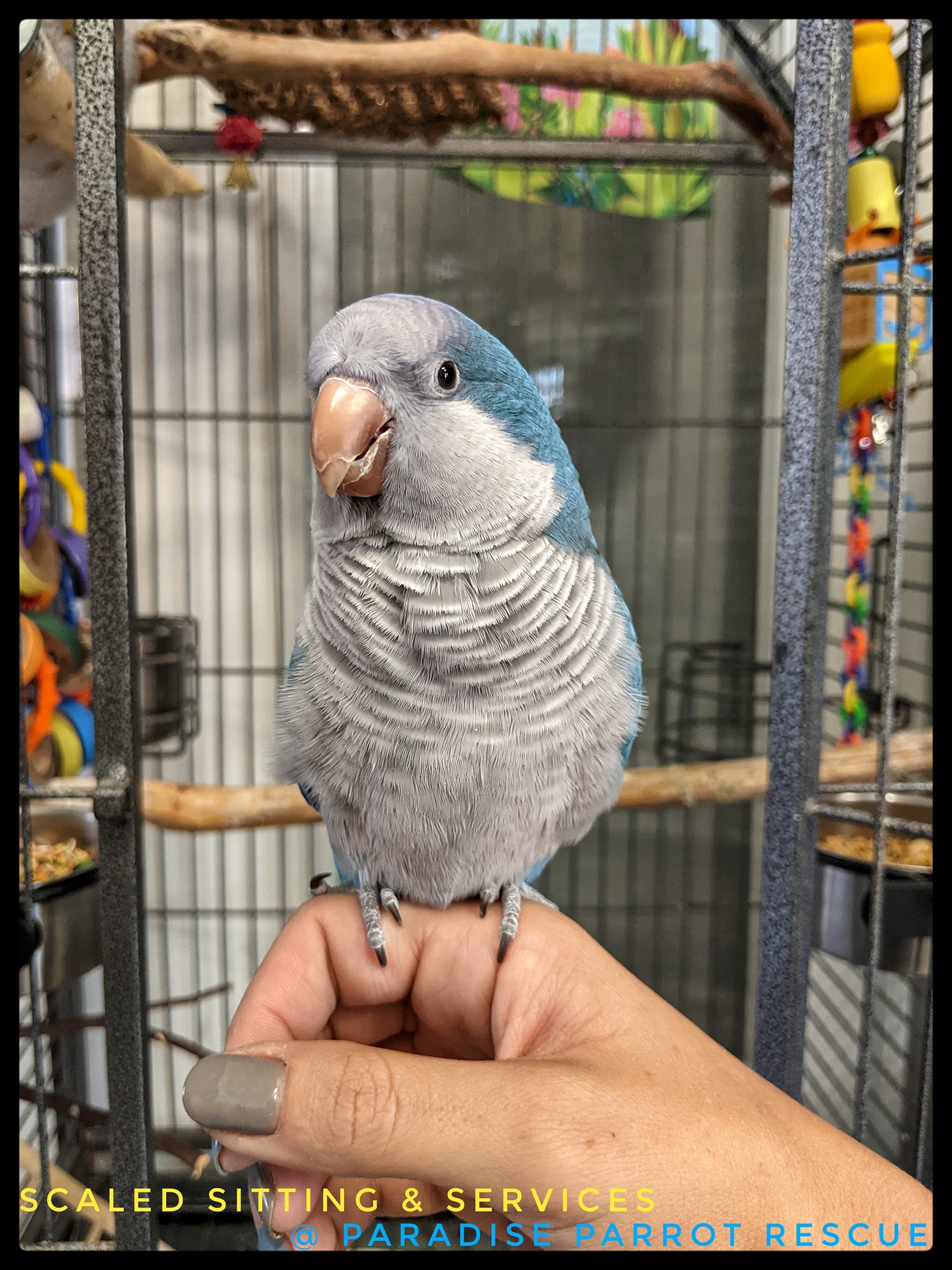 blue and grey Quaker bird sitting on hand