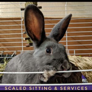 dark grey adult rabbit in hutch looking out door