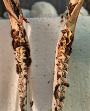 Lower Deer Jaw