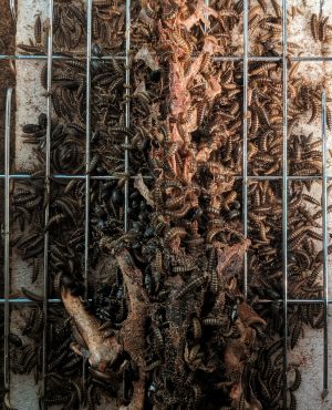 Jackrabbit Spine