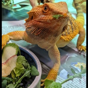 bearded dragon with greens stuck to face