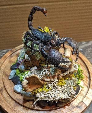Dried Scorpion & Raccoon