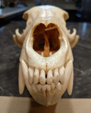 Bear Skull, Boiled, Nasal missing & brain matter still present