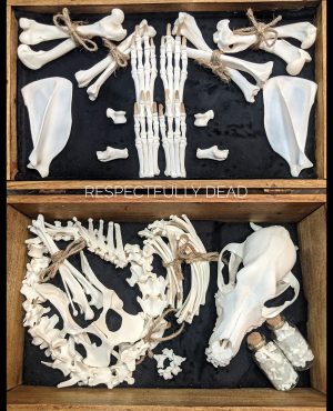 Peko, Full skeleton Beagle