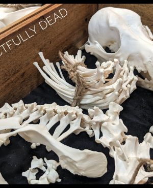 Peko, Full skeleton Beagle