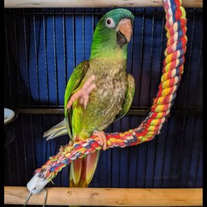blue and green conure bird in cage sitting on rope perch with one foot raised